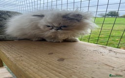 Persian cats for sale: 1 absolutely stunning extremely fluffy  girl  - Image 2
