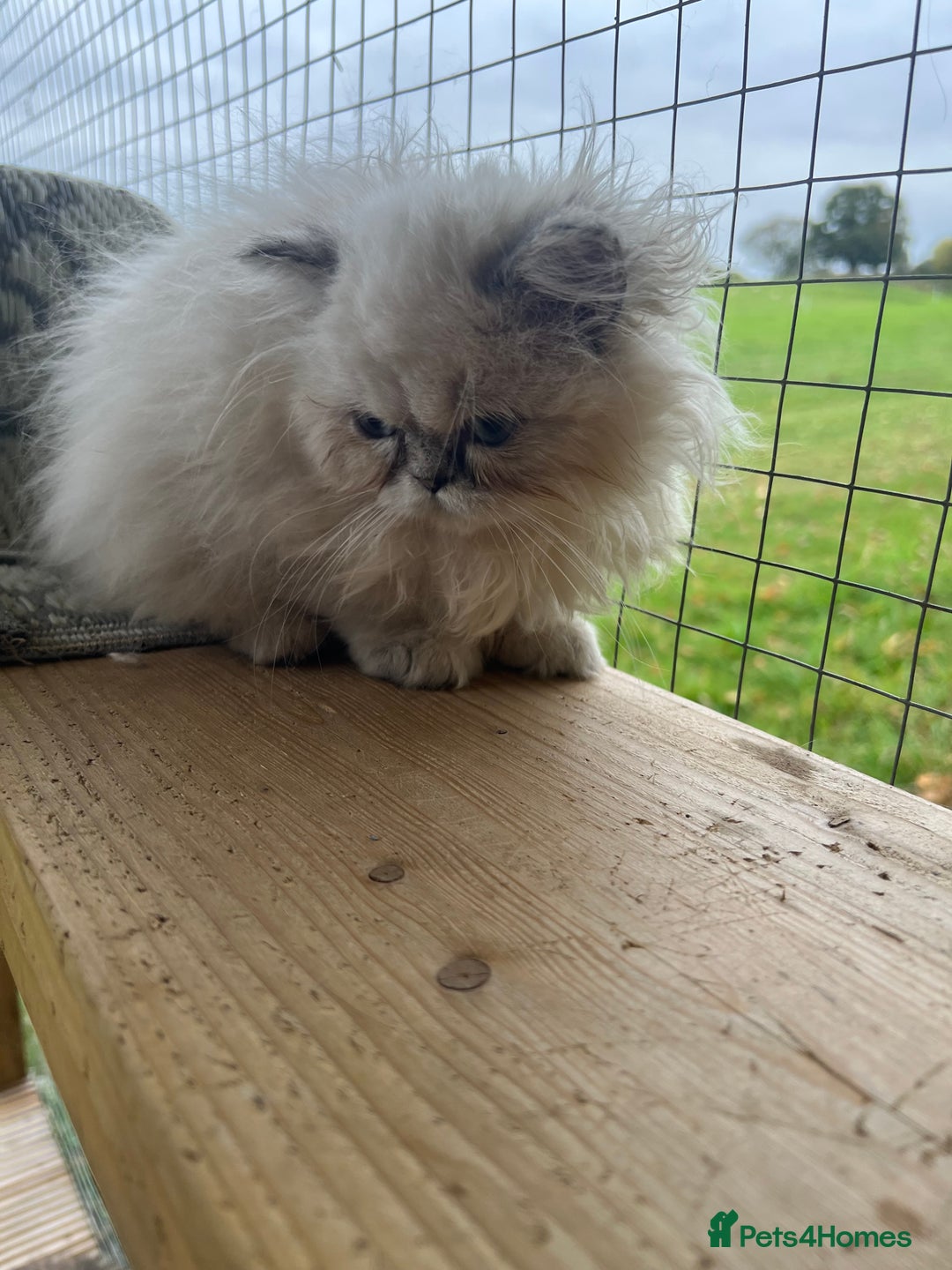Persian cats for sale: 1 absolutely stunning extremely fluffy  girl  - Image 2