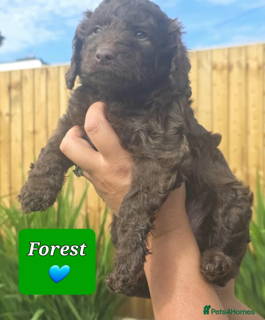 Sproodle dogs for sale: Gorgeous Chocolate Sproodle Puppies - Image 8