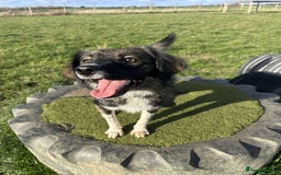 Mixed Breed dogs for adoption: MABEL - Image 6