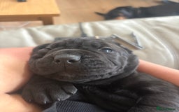 Mixed Breed dogs for sale: 3 beautiful boys for sale  - Image 23