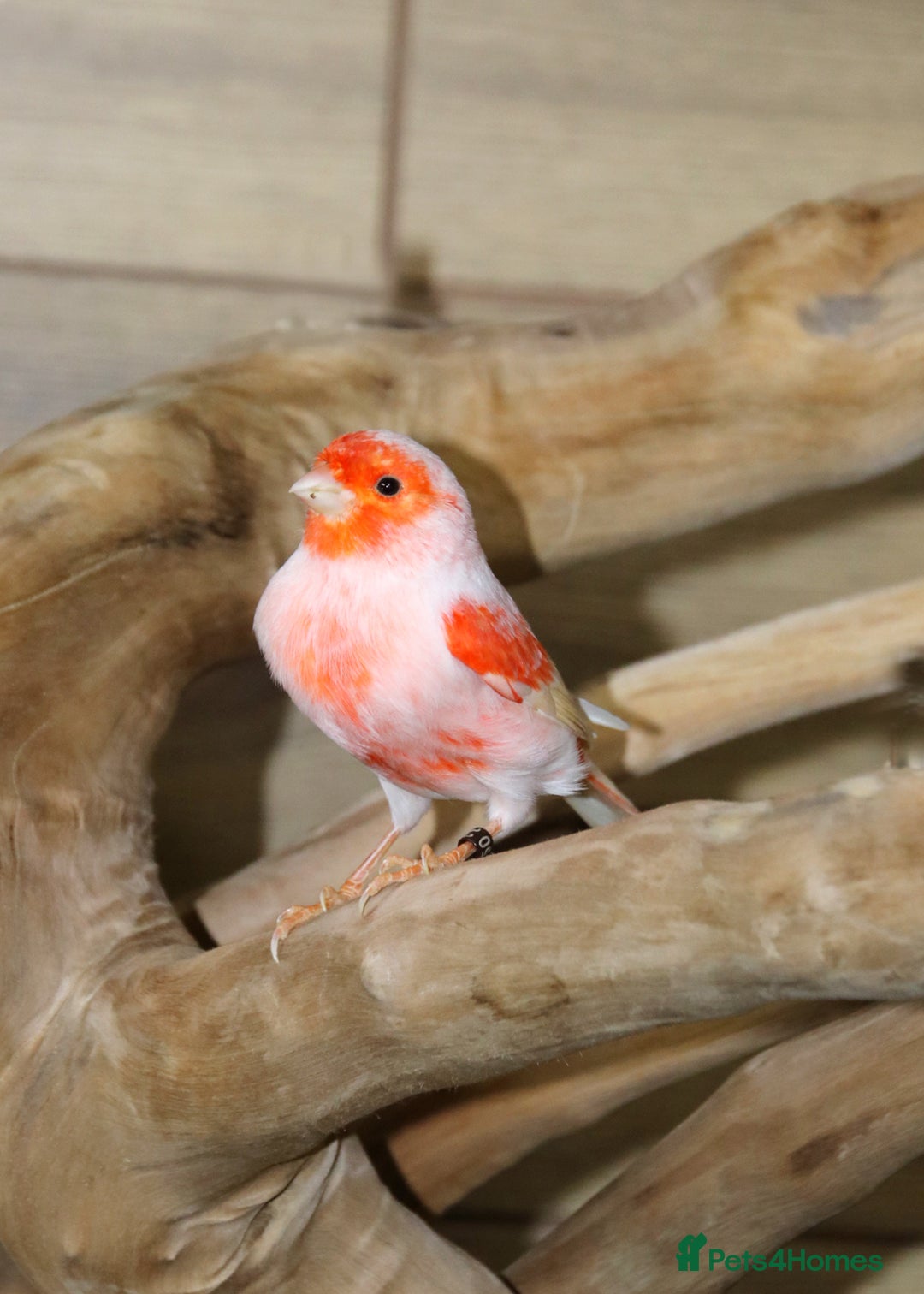 Parrots birds for sale: Talking Parrot and bird Available - Advert 22