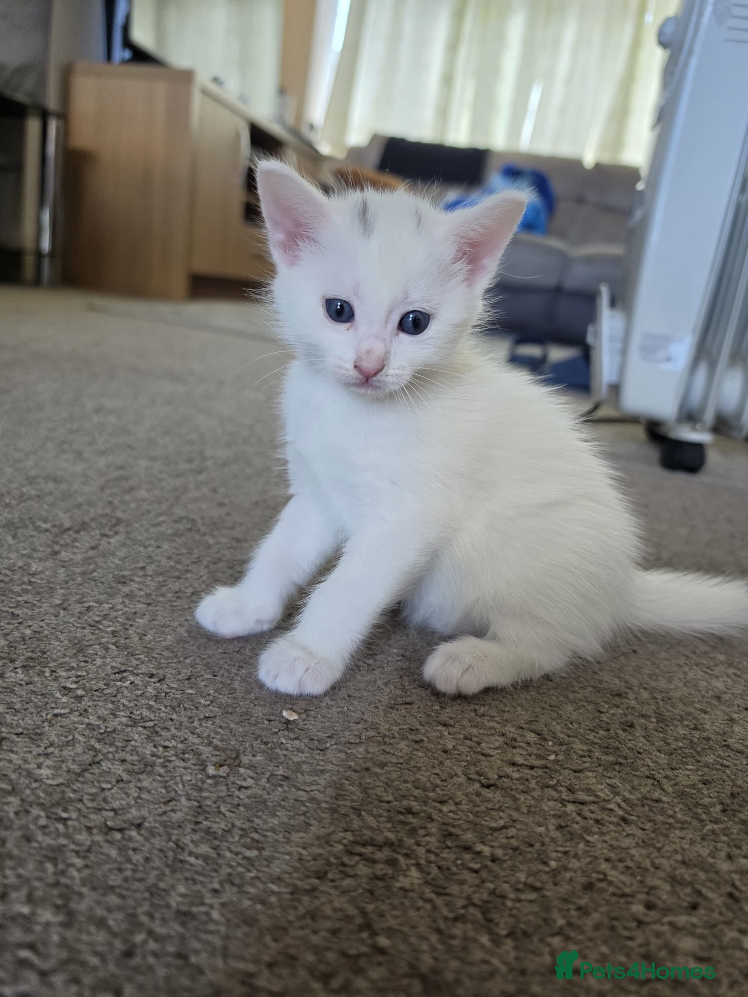 Mixed Breed cats White Male Kitten - Advert 4