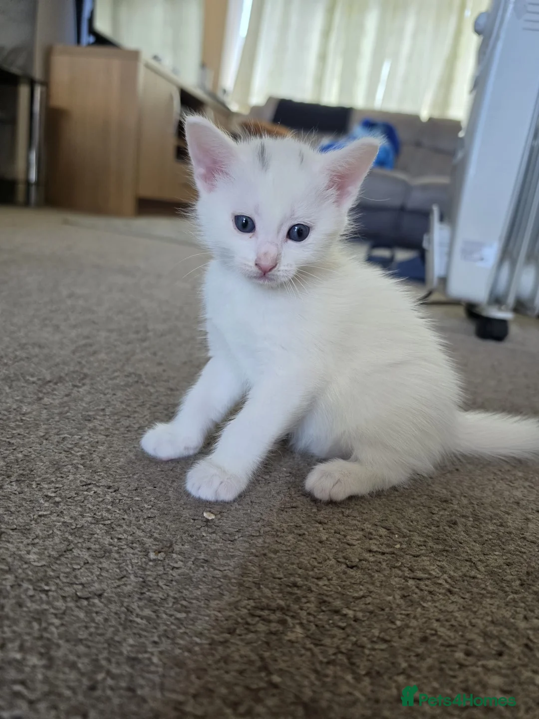 Mixed Breed cats for sale: White Male Kitten - Advert 1