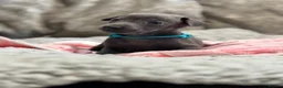 Italian Greyhound dogs for sale: 🏡 KC Italian greyhound puppies for sale 🏡 - Advert 26