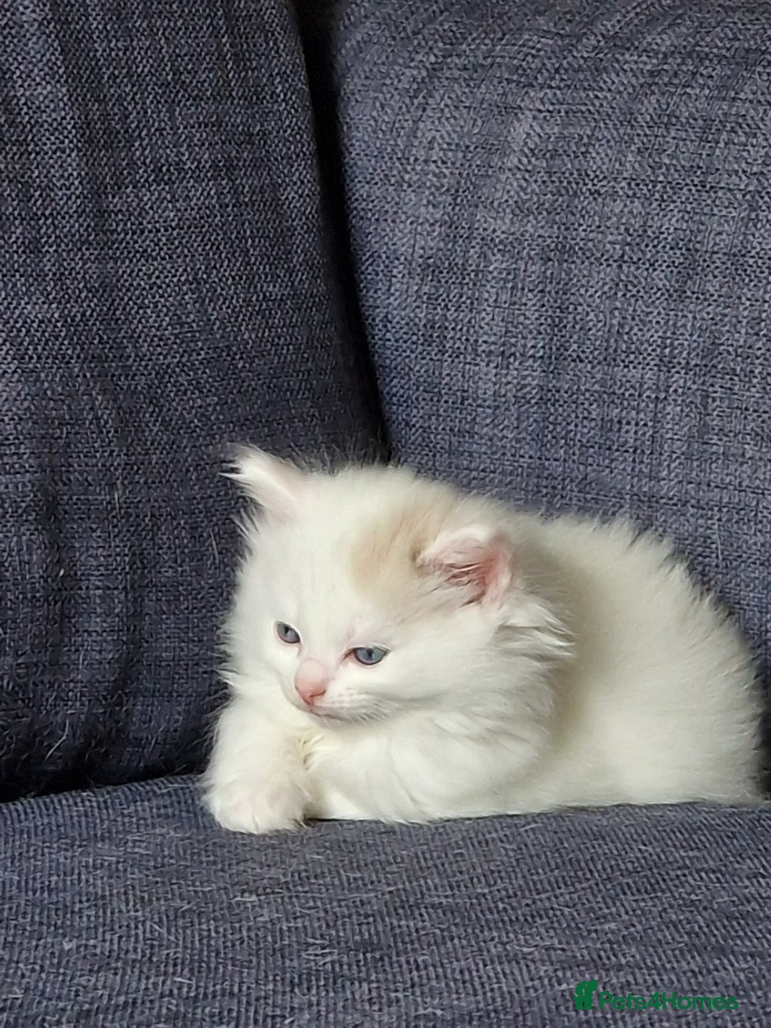 Mixed Breed cats for sale: Rare Norwegian Forest ×Ragdoll Kitten - Image 14