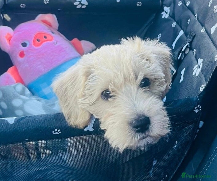 Mixed Breed dogs Schnoodlepoo - Advert 4