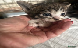Mixed Breed cats for sale: Adorable kittens waiting for a good home - Image 2