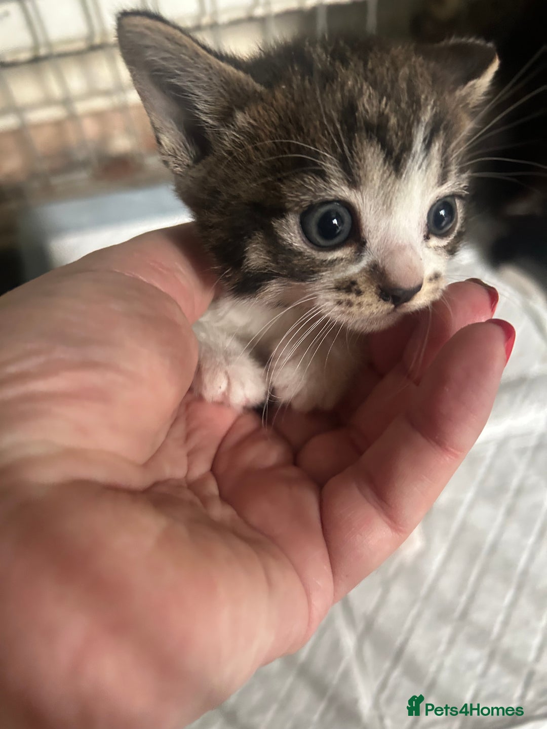 Mixed Breed cats for sale: Adorable kittens waiting for a good home - Image 2