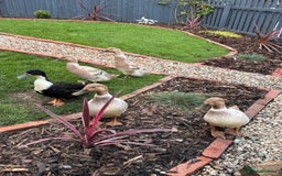 Ducks poultry for sale: 4 female welsh harlequin and 1 khaki Cayuga  - Image 5
