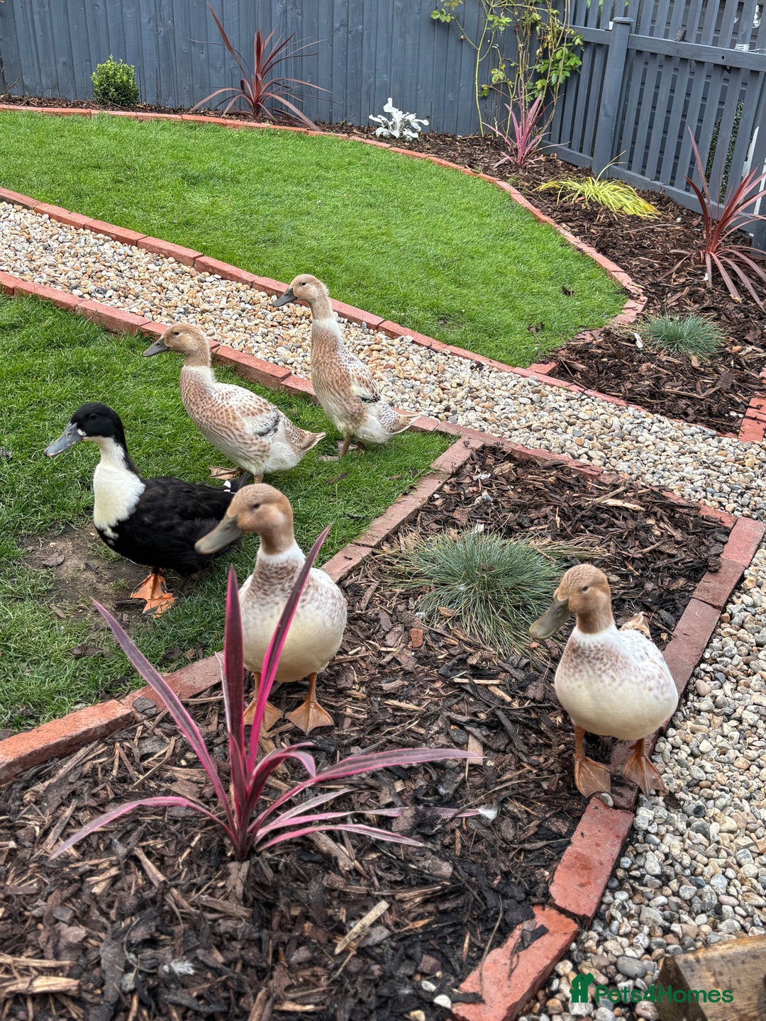 Ducks poultry for sale: 4 female welsh harlequin and 1 khaki Cayuga  - Image 5