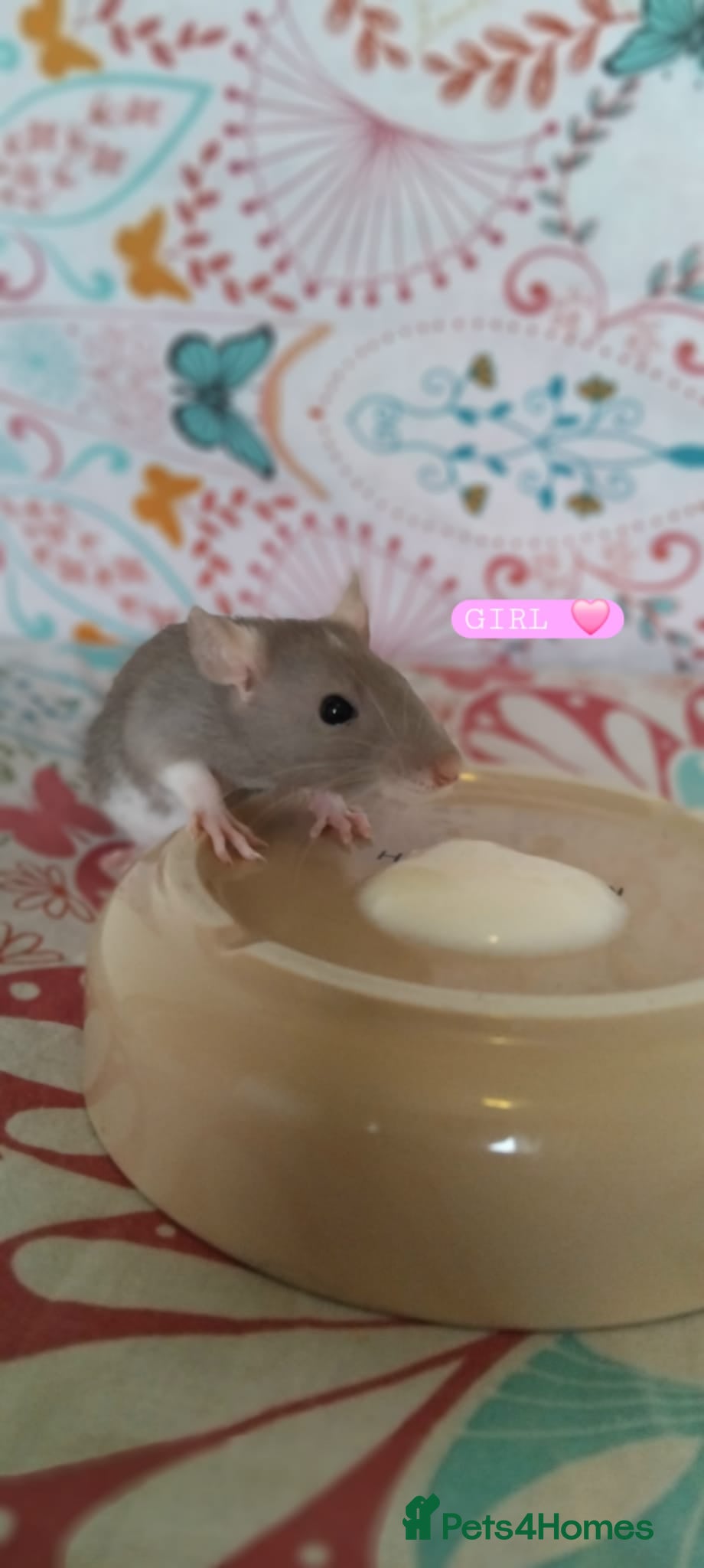Rat rodents Mixed sexed baby rats - Advert 2