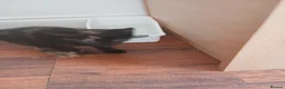Mixed Breed cats for sale: 1 female kitten in Wantage - Advert 4