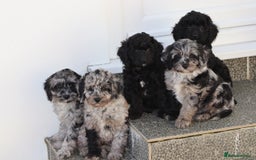 Cavapoo dogs for sale: Beautiful Cavapoochons for sale  - Image 31