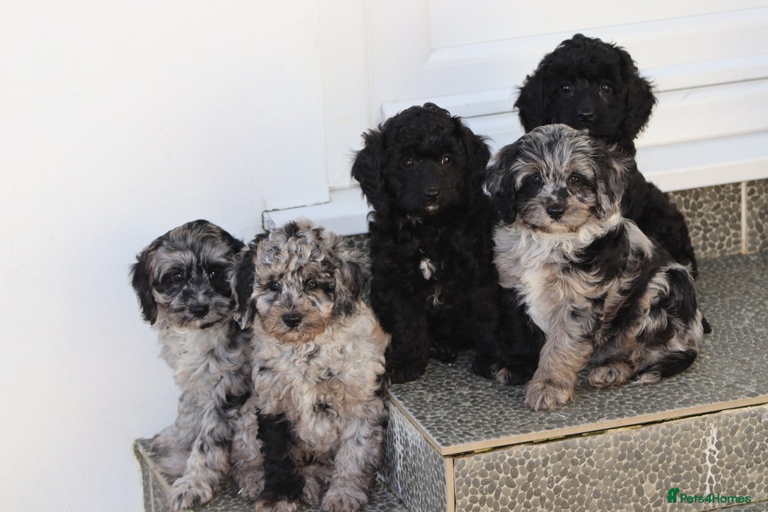 Cavapoo dogs for sale: Beautiful Cavapoochons for sale  - Image 31
