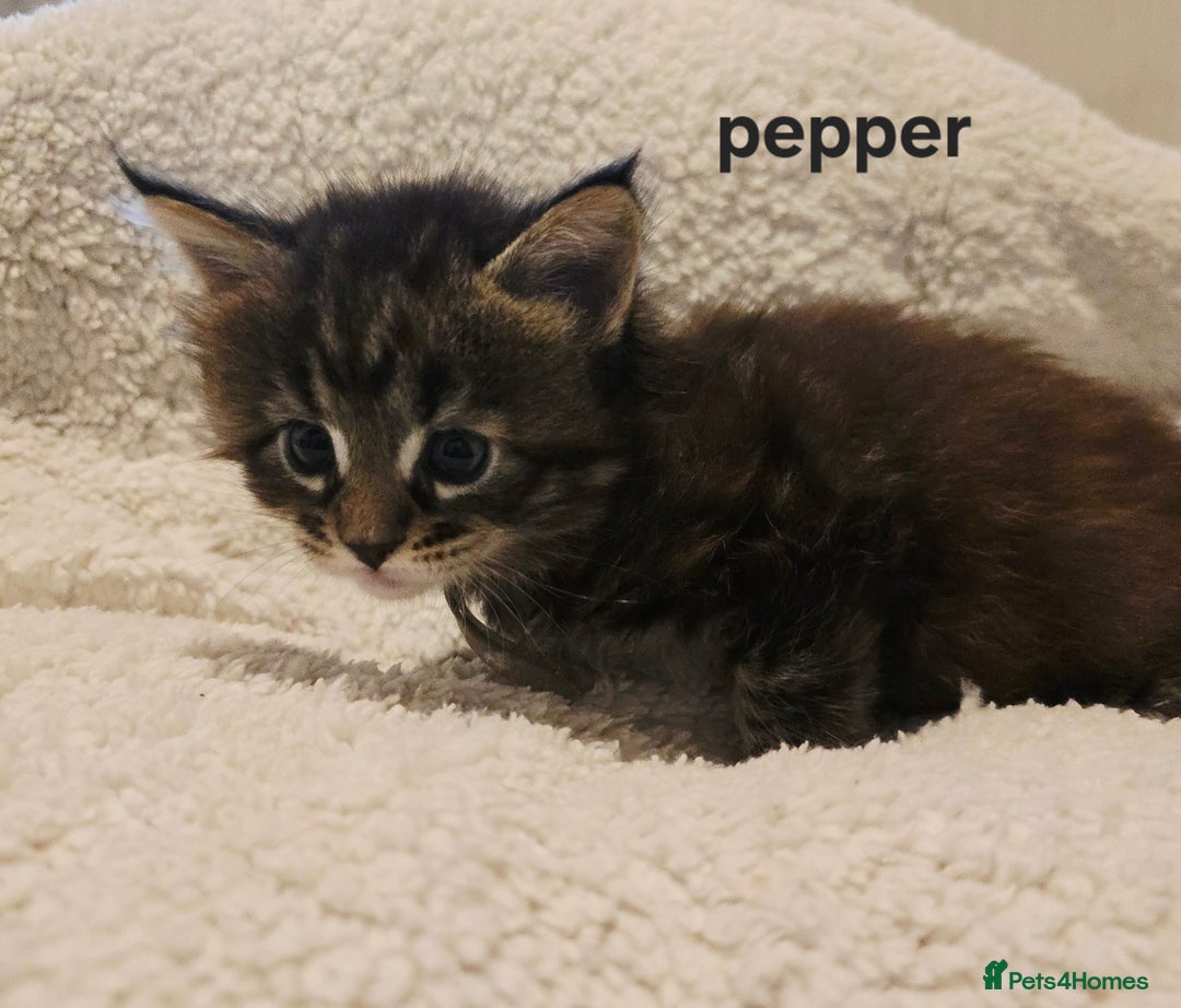 Maine Coon cats for sale: Maine Coon Kittens Tortie/Torbie Russian lines - Image 25