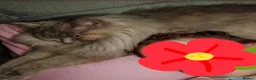 Mixed Breed cats for sale: Maincoon-ragdoll  - Advert 3