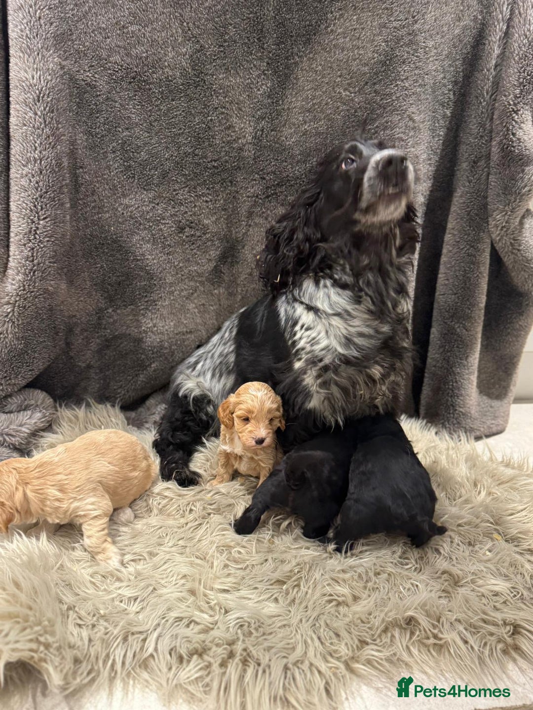 Cockapoo dogs for sale: Cockapoo Puppies - Image 4