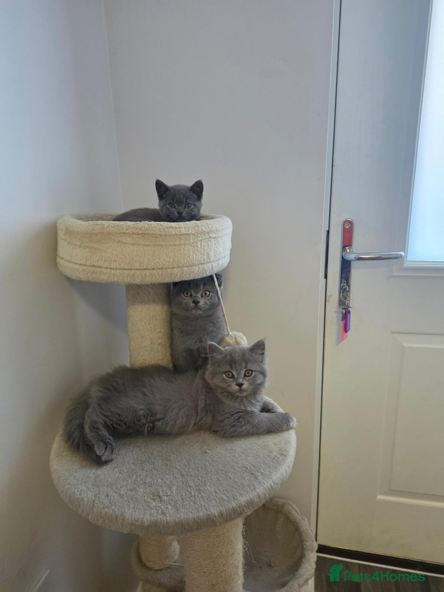 British Shorthair cats BSH adorable kittens  - Advert 7