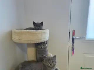 British Shorthair cats BSH adorable kittens - Advert 7