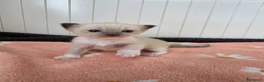 Ragdoll Boy 5