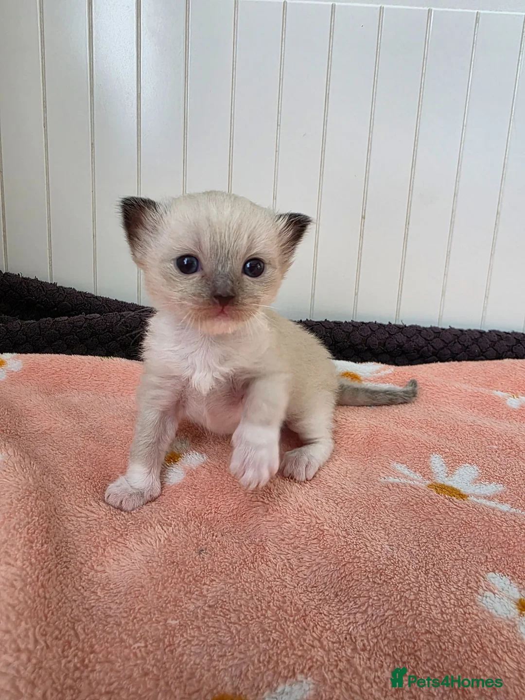 Ragdoll cats for sale: Ragdolls kittens. - Advert 17