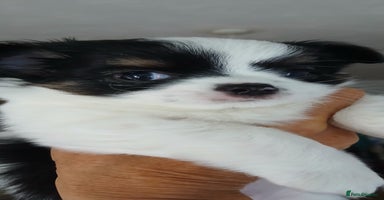 Chihuahua dogs - Advert 3