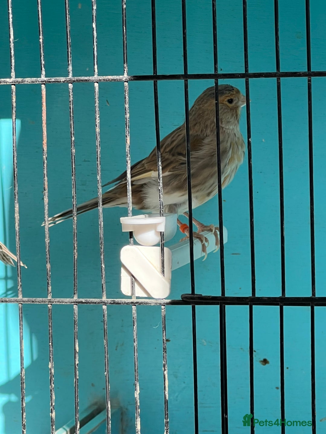 Canaries birds for sale: Young canaries  - Advert 19