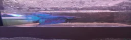 Other/Mixed Breed fish for sale: Male and female Bettas, blue Acaras, shrimp  - Advert 10