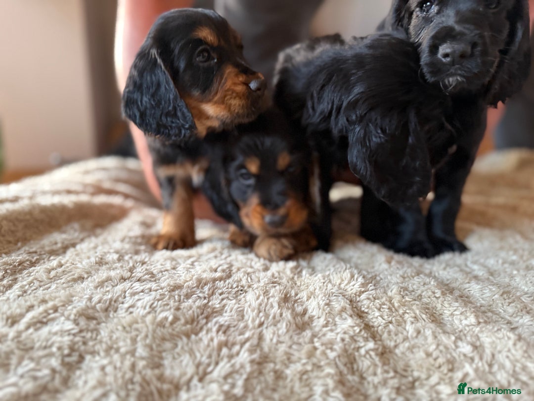 Cocker Spaniel dogs for sale: Working cocker spaniels  - Image 20