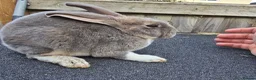 Mixed Breed rabbits for sale: A few breeds and age of rabbits  - Advert 4