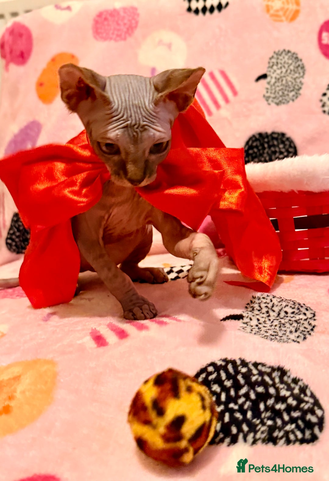 Sphynx cats for sale:  ** ✨ Exquisite Sphynx Kittens  **  - Advert 9