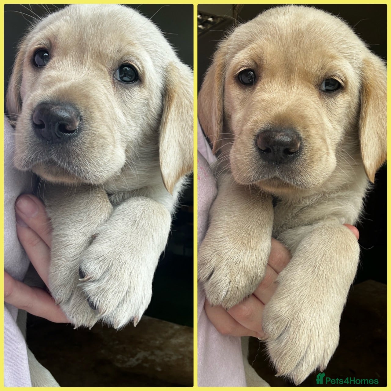 Goldador dogs *Gorgeous Goldador puppies* - Advert 2