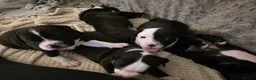 Staffordshire Bull Terrier dogs for sale: Beautiful Blue & White Staffy Pups  - Advert 7