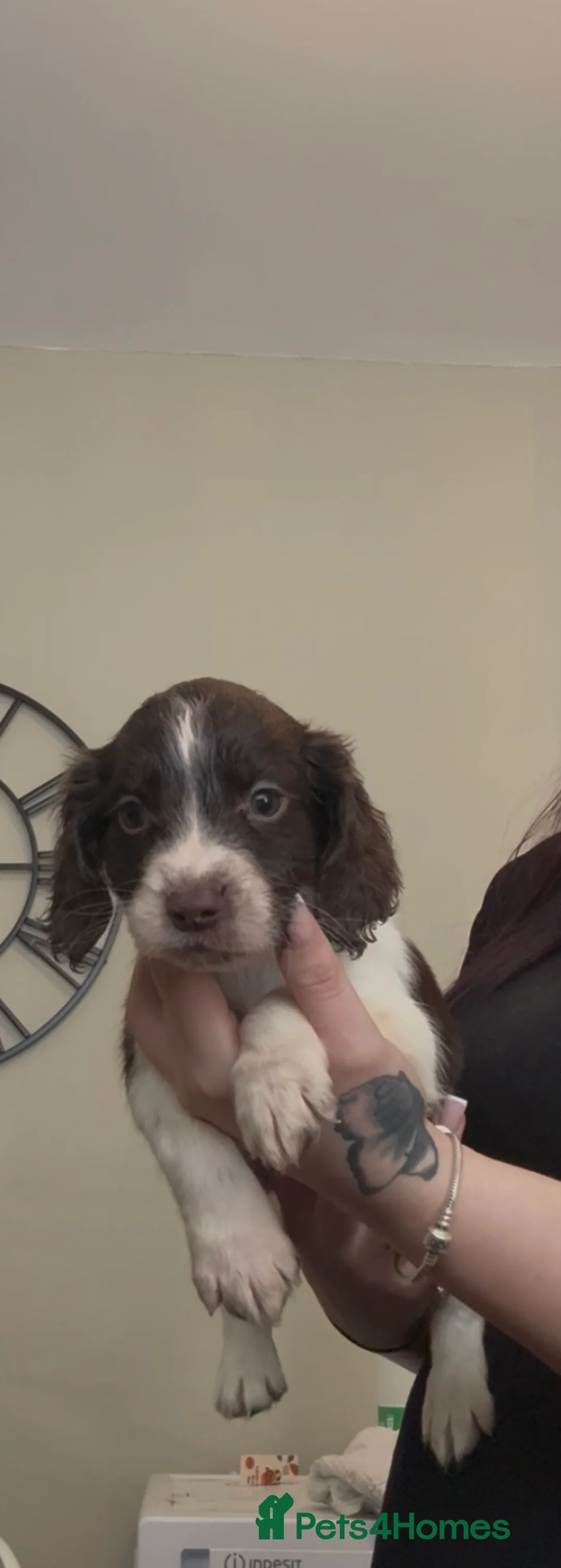 English Springer Spaniel dogs for sale: Springer spaniel puppies  in Chester-le-Street - Advert 2