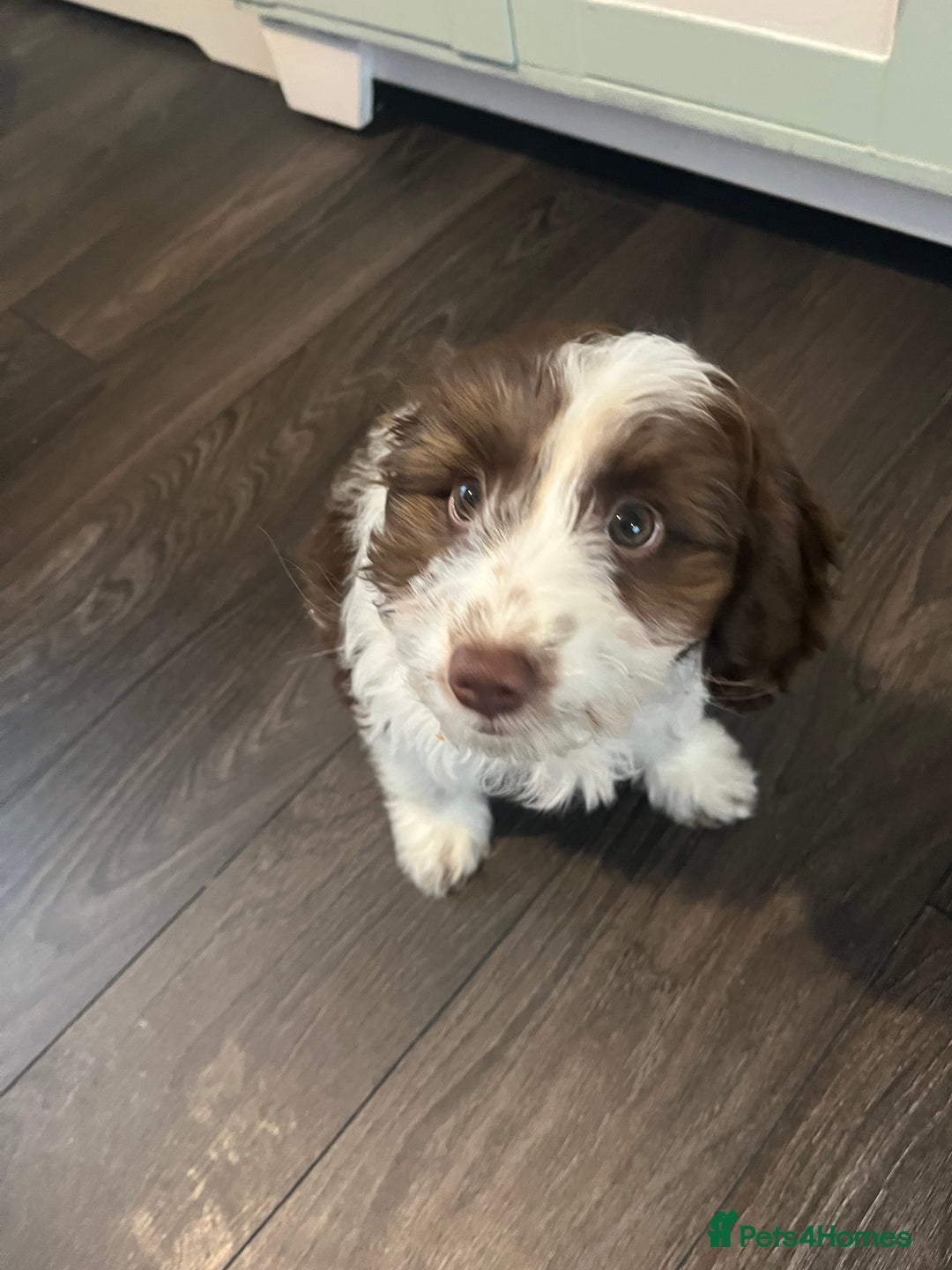 Cockapoo dogs for sale: 11 week old, Female Cockapoo puppy for rehoming - Advert 11