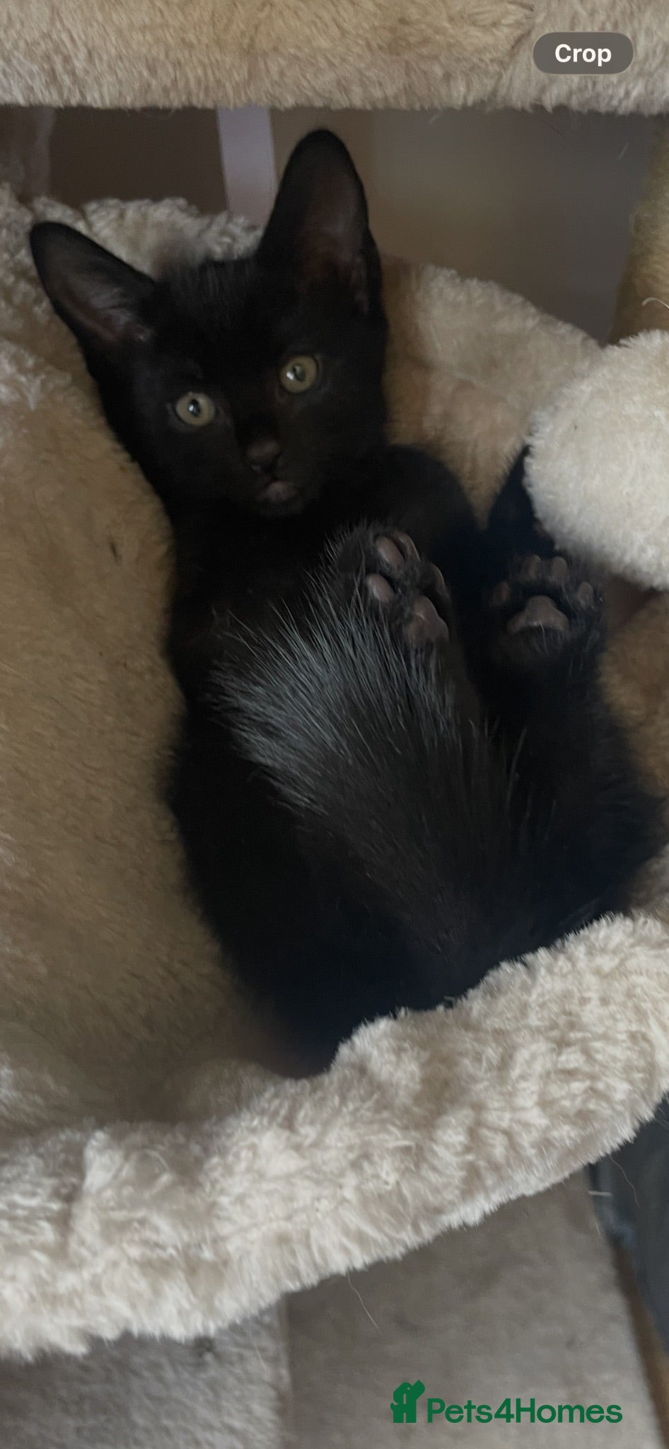 Mixed Breed cats 3 black male kittens all still left  - Advert 7