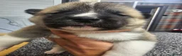 Akita dogs for sale: Kc regestered American akita pups  in Alness - Advert 8