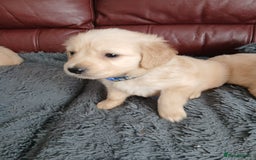 Golden Retriever dogs for sale: Cream golden retriver for sale ONLY 2 Available  - Image 11