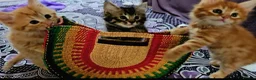 Mixed Breed cats for sale: Elven Bengal Kittens  - Advert 31