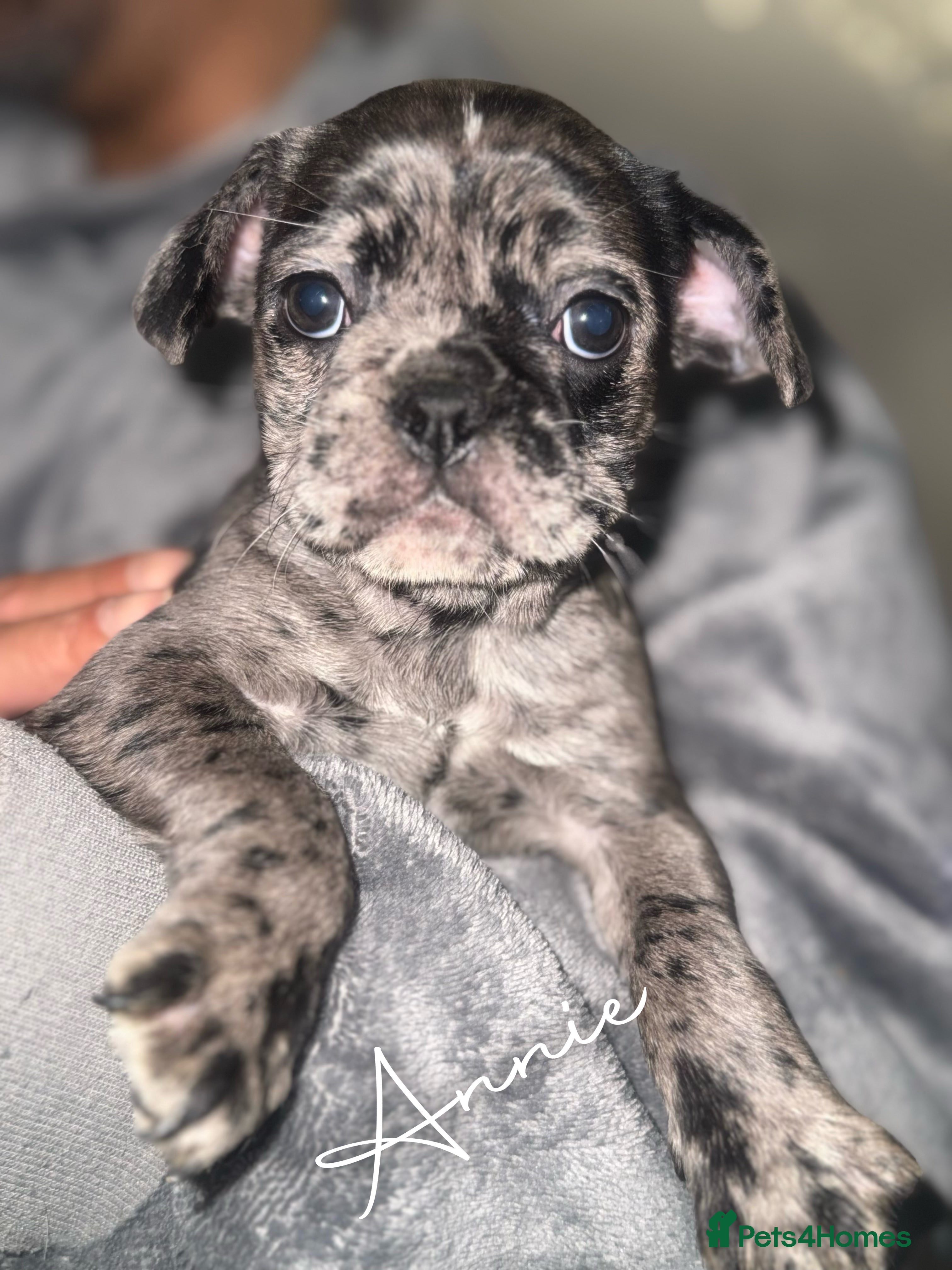 Frug dogs Black and Merle frugs. - Advert 6