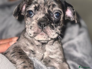Frug dogs Black and Merle frugs. - Advert 2