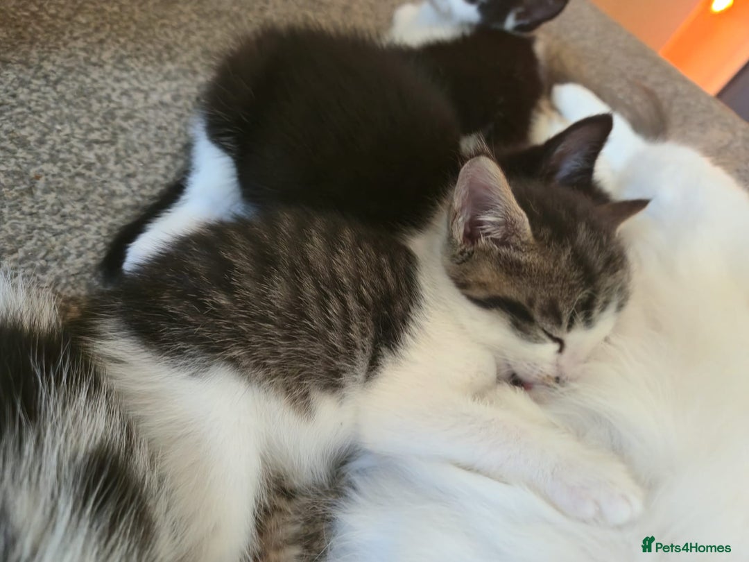 Mixed Breed cats for sale: Fluffy kittens  - Image 5