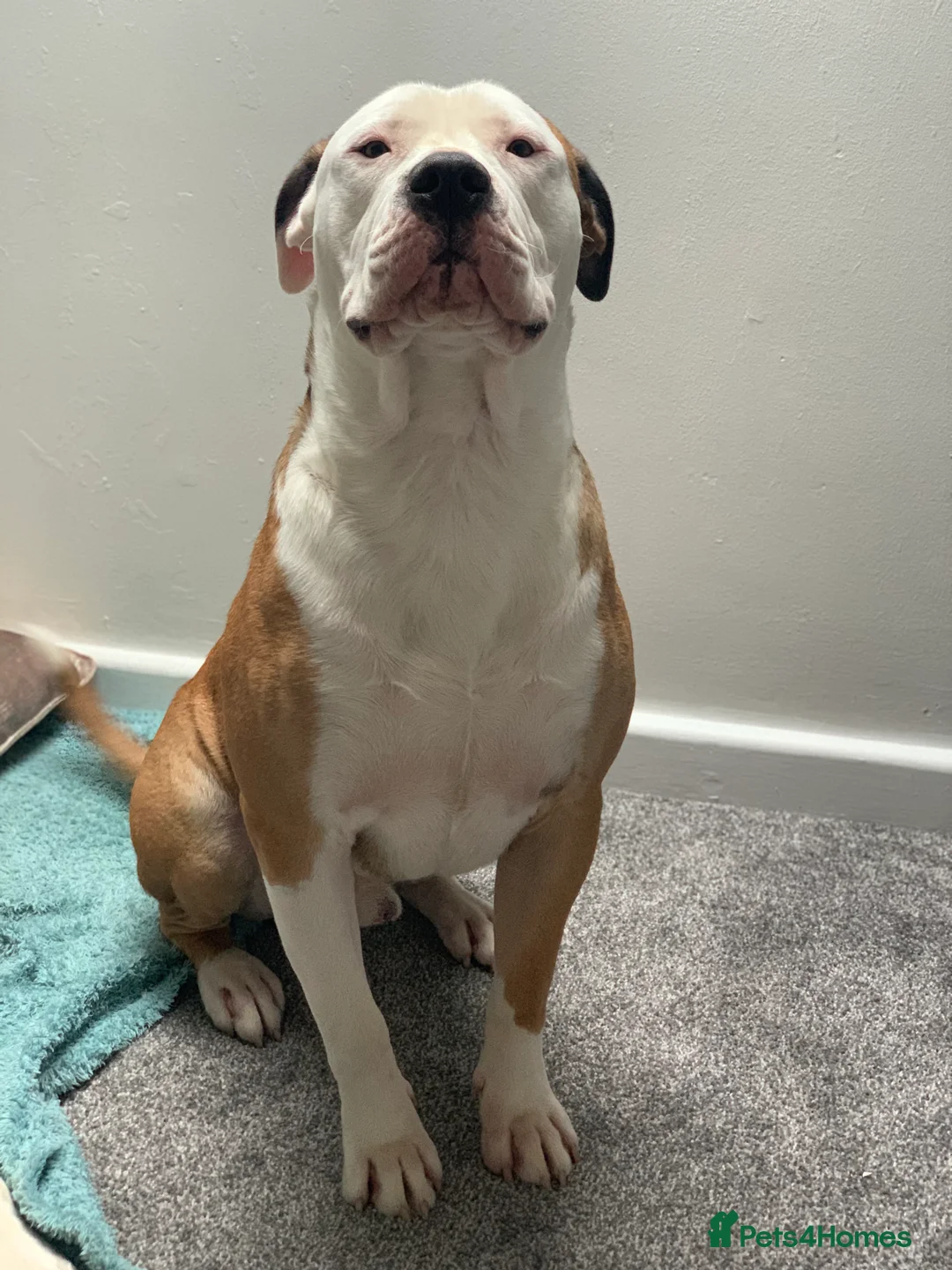 American Bulldog dogs for stud: NKC American Bulldog for Stud in Birmingham - Advert 12