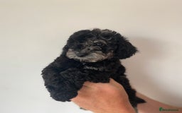 Cockapoo dogs for sale: Beautiful litter of cockapoos - Image 5