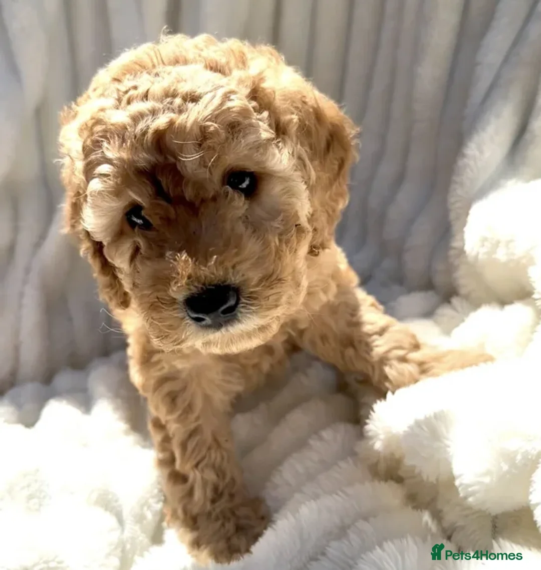 Cockapoo dogs for sale: Smart, Sweet & Snuggly-Fluffy Cockapoo Cuties - Advert 14