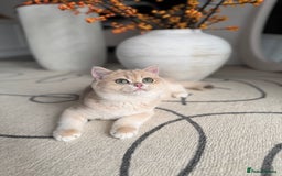 British Shorthair cats for sale: Lilac Golden British Shorthair kitten 🤍 - Advert 7