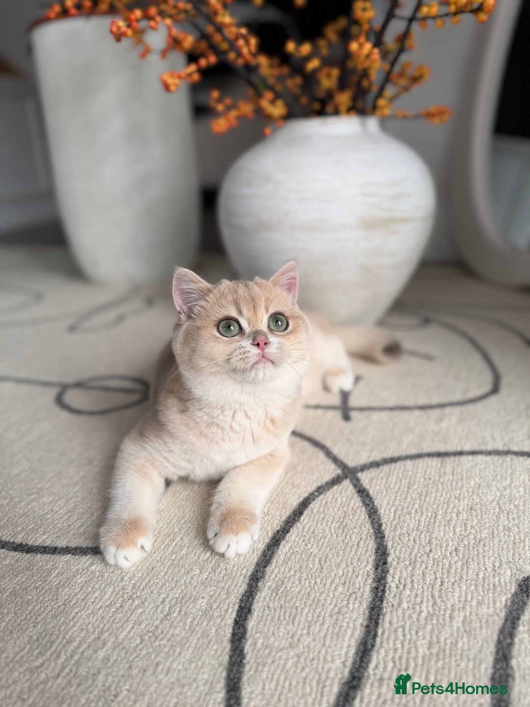 British Shorthair cats for sale: Lilac Golden British Shorthair kitten 🤍 - Advert 7