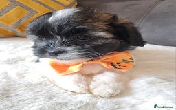 Shihpoo dogs for sale: Adorable little Shihpoo's, sold fully vaccinated - Image 13