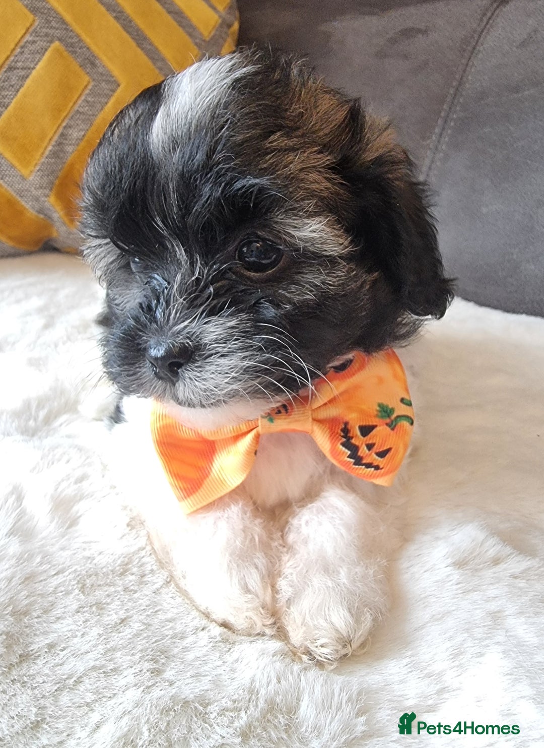 Shihpoo dogs for sale: Adorable little Shihpoo's, sold fully vaccinated - Image 13